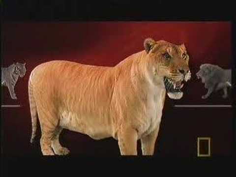 LIGeR +