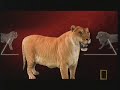 Liger on National Geographic Ultimate Cat