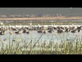 Ducks and Cranes of the Little Rann of Kutch(1 day ago)