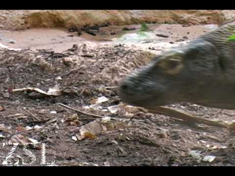kamodo dragon