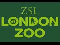 Komodo Dragon up close!