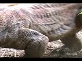Komodo Dragon up close!