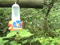 parc des oiseaux diguazu