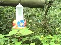 parc des oiseaux diguazu