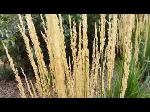 When is the Best Time to Cut Back Karl Foerster Feather Reed Grass in Colorado?