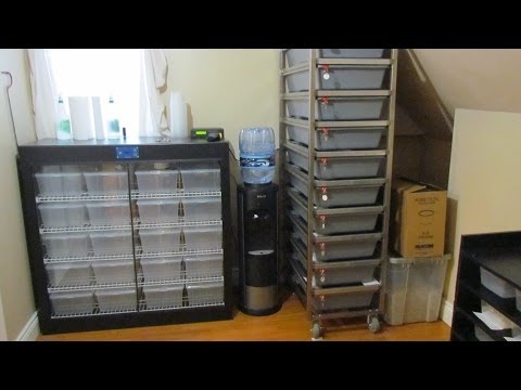 how to properly pick up a ball python