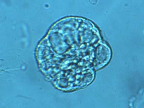 how to isolate cell membranes