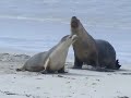 Australien Seal at Seal Bay on Kangaroo Island