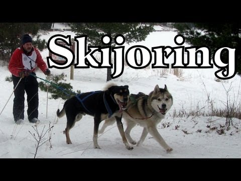 siberian husky