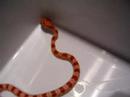 Feeding my baby corn snake Zaskar Feeding my baby corn snake Zaskar