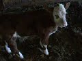 Simmental bull calf
