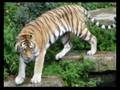 un après-midi au zoo