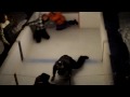 villeneuve et bonami go�tent � la m�decine des old timers. carl gauthier cam�raman sur le top du cabanon!!!