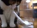 猫、レンゲで水飲み - Cat drinks water with a spoon.