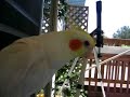 Snowy the Talking Cockatiel; he should advertise for the restaurant Buca di Beppo! He also says Snowy is a pretty bird!