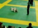 campeonato sul americano campeonato sul americano