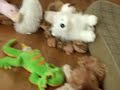 Webkinz!!! 2! Webkinz!!! 2!