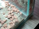 Formica Cinerea Nest verstopft