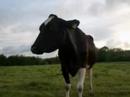 farm-of-life-farma-ycia-autism-.html