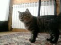 Playing with my cat Maza