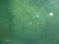 Port Blair (Coral Reefs)