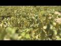 Alternative Introduction to HEWITSON WINES Alternative Introduction to HEWITSON WINES