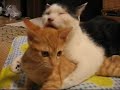 ムギさん・・・しつこいと嫌われますよ。 毎日更新猫ブログmochamugi.blog88.fc2.com
