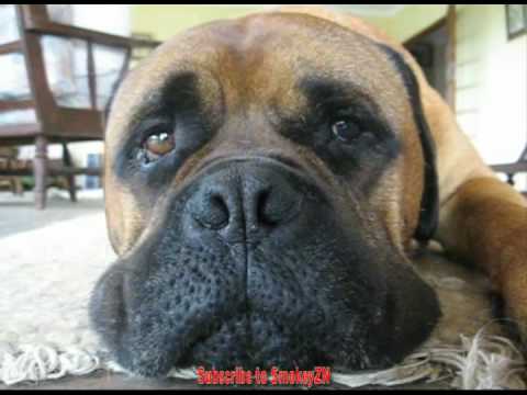 bullmastiff