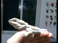 POGONA, ARRIVO A CASA