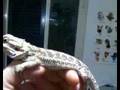 POGONA, ARRIVO A CASA
