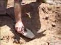 digging up a Gold Nugget