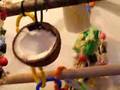 videos de Kokosnoot