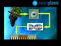 Nuevas tecnolog�as en la elaboraci�n del vino