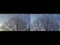Forest After Ice Storm - Split Screen