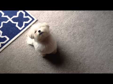 how to train quiet command