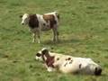 France : Cows / Vaches / Vacas / Vaccas / Kühe