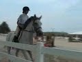 zephyr, 1999 16hh tb for sale.
ribboned in 15-17 equitation on the flat, his first show in 18 months (2nd show ever) and my first in 9 months.  my eq could have been better, but that's why i didn't get first (i usually do :/)

do not critique.