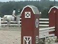 zephyr, 1999 16hh tb for sale.
ribboned in 15-17 equitation on the flat, his first show in 18 months (2nd show ever) and my first in 9 months.  my eq could have been better, but that's why i didn't get first (i usually do :/)

do not critique.