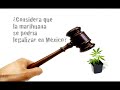 marihuana-la-planta-ilegal.html