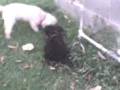 videos de boby vs sisi parte 2