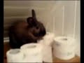 Bunny Mission: Impossible