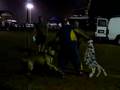 Boerboel video
