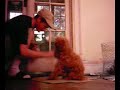 My Dog Shakes Hands Too My Dog Shakes Hands Too