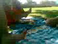 en la piwi de belvis