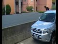 montaggio parkour