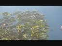 Scuba Diving @ Cancun