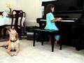 videos de Max the Piano Pooch