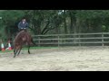 'Numpty' (jumping)