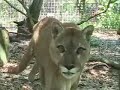 Cougar Talk- Animal Communicator Laura Lassiter