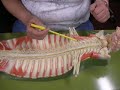 Spinal Cord Model Spinal Cord Model